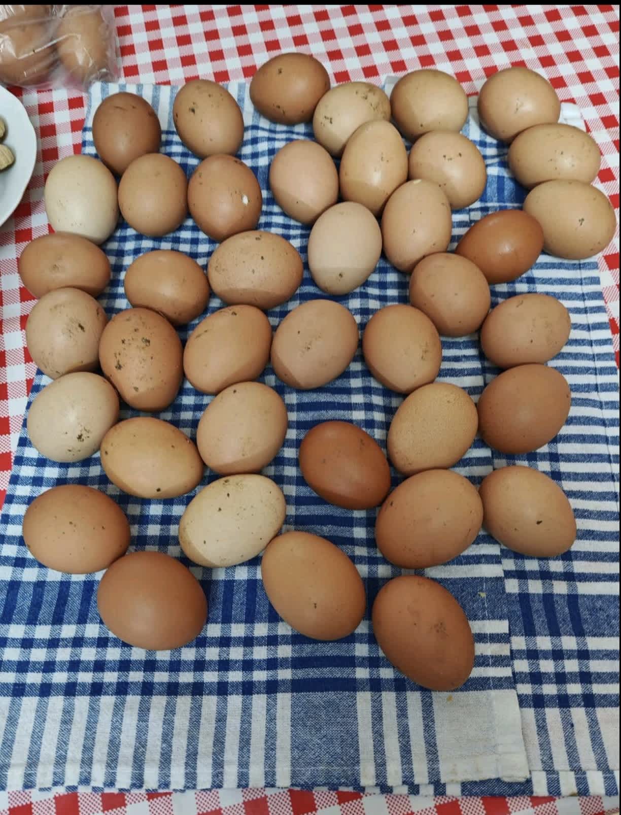 Domaća kokošija jaja slobodnog uzgoja 