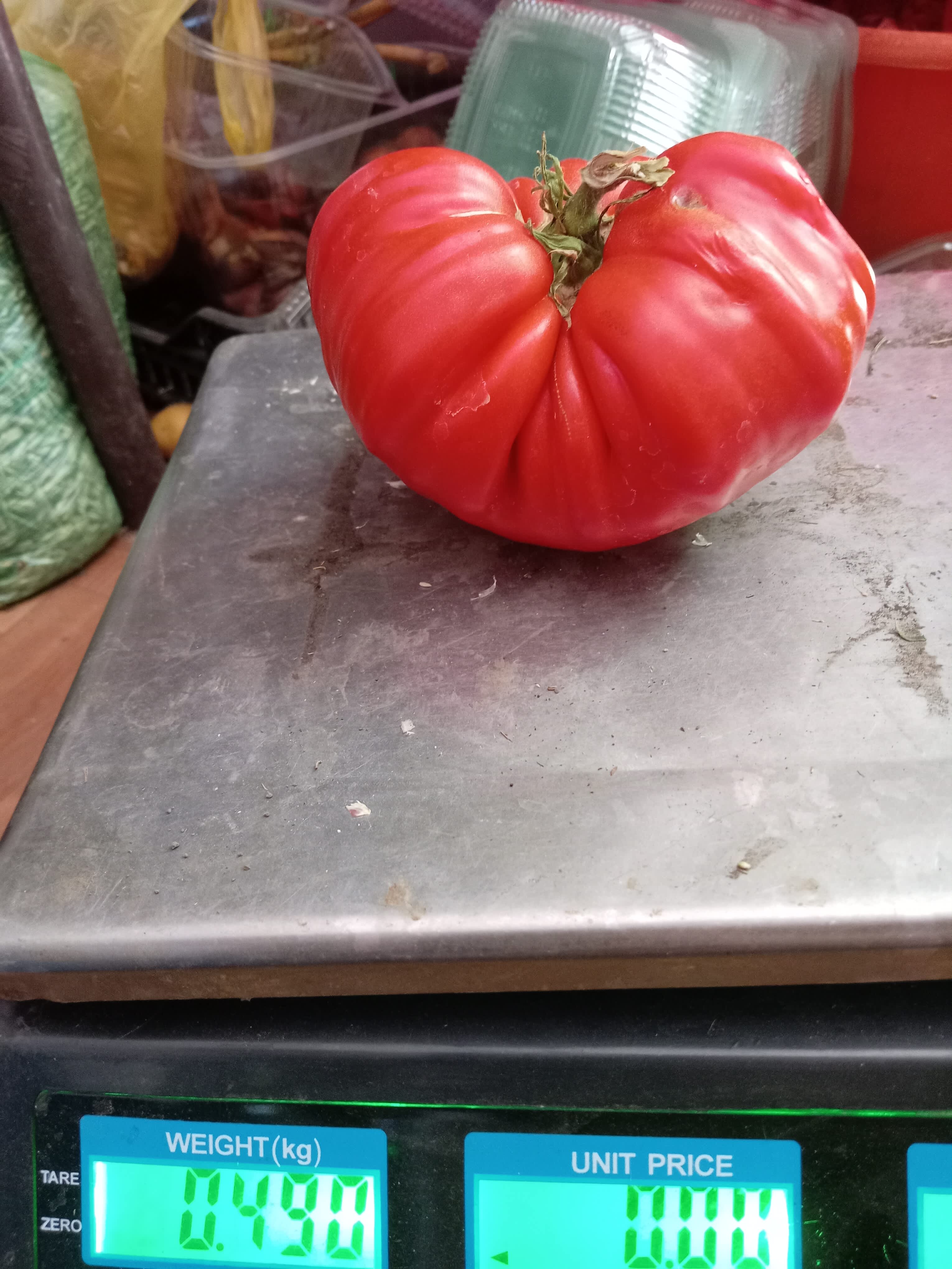 Stara sorta semena paradajza